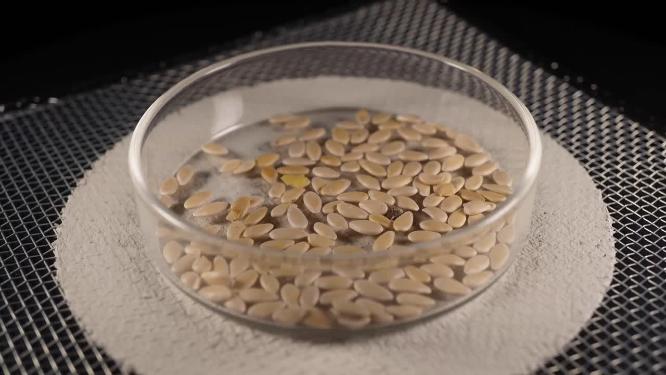 侧面视角 白糖罐香瓜甜瓜蜜瓜种子蔬菜种子农作物种菜蔬果种子5