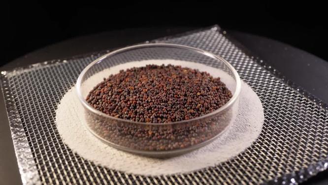 侧拍 碧玉小白菜种子蔬菜种子农作物种菜蔬果种子5
