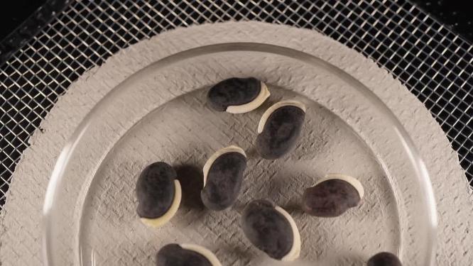半画 绿眉豆豆角扁豆油豆角种子蔬菜种子农作物种菜蔬果种子
