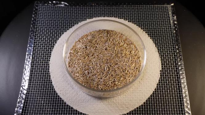 俯拍 苦麻菜芝麻菜种子蔬菜种子农作物种菜蔬果种子4