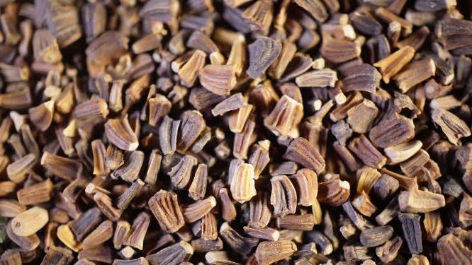 特写 阔叶茼蒿大叶茼蒿种子蔬菜种子农作物种菜蔬果种子