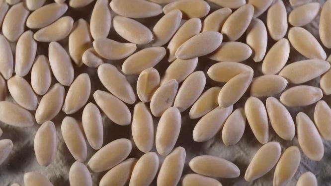 特写 香妃甜瓜蜜瓜种子蔬菜种子农作物种菜蔬果种子