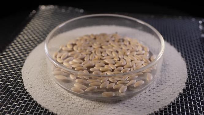 侧俯拍 香妃甜瓜蜜瓜种子蔬菜种子农作物种菜蔬果种子4