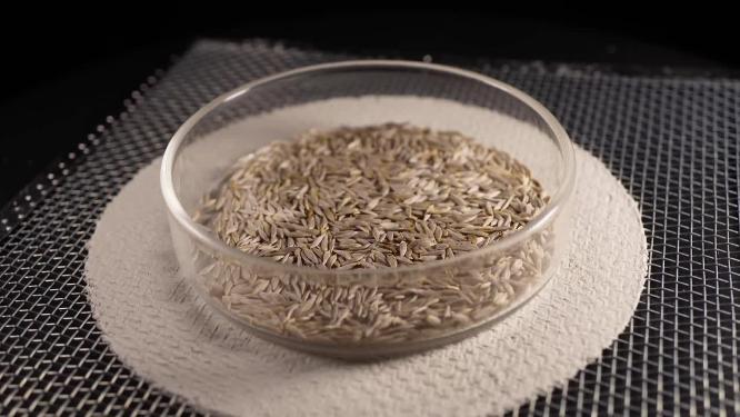 侧俯拍 意大利耐抽薹生菜罗马生菜种子蔬菜种子农作物种菜蔬果种子4