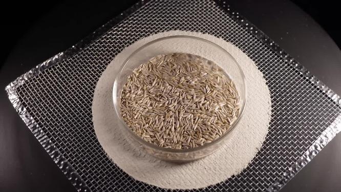 俯拍 意大利耐抽薹生菜罗马生菜种子蔬菜种子农作物种菜蔬果种子5