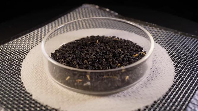 侧俯拍 章丘大葱铁杆大葱种子蔬菜种子农作物种菜蔬果种子4