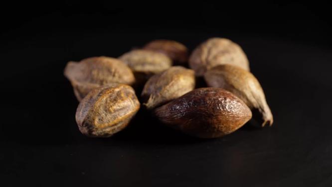 炒诃子中药中草药中医药材4