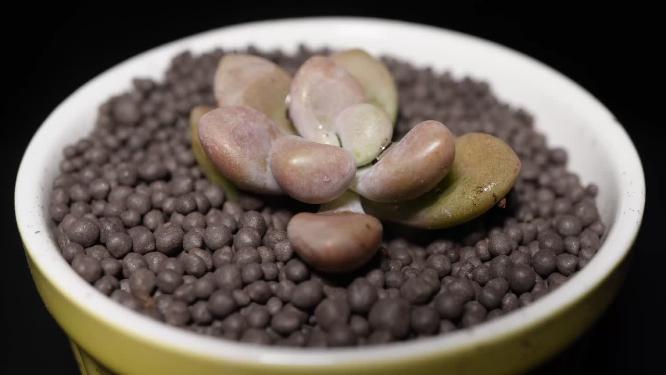 艾伦多肉植物盆栽绿植