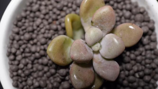 艾伦多肉植物盆栽绿植