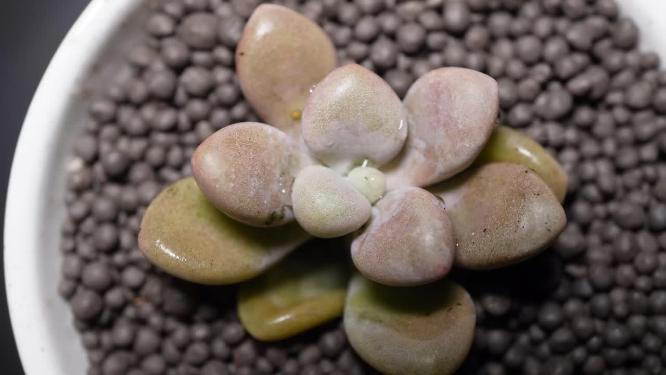 艾伦多肉植物盆栽绿植3