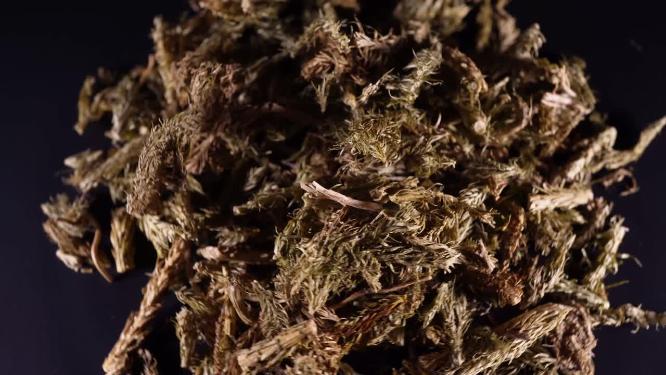 伸筋草中药中草药中医药材3