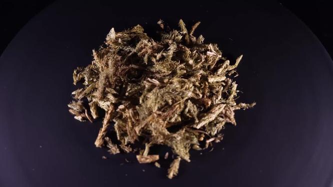 伸筋草中药中草药中医药材4