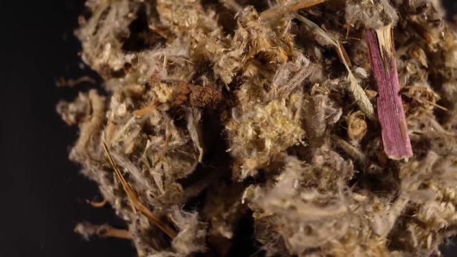 佛耳草中药中草药中医药材7