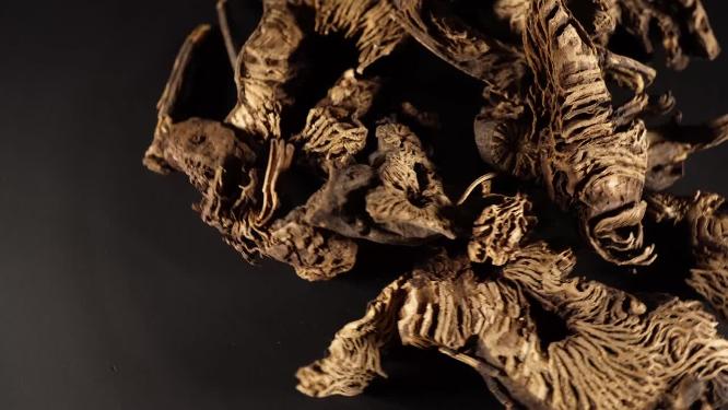 升麻中药中草药中医药材