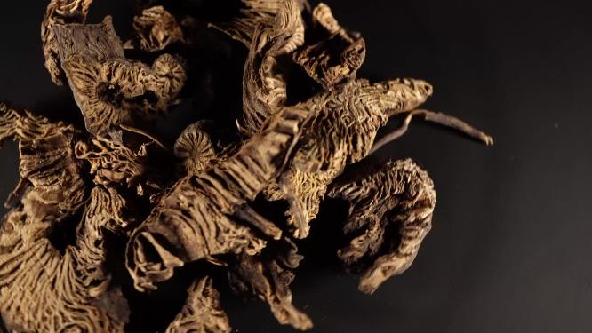 升麻中药中草药中医药材6