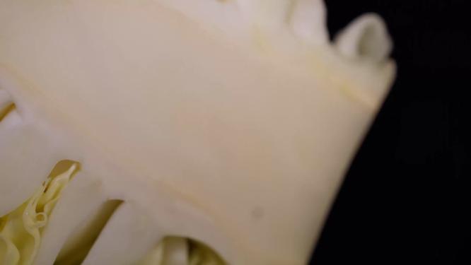 嘎达白圆白菜包菜蔬菜7