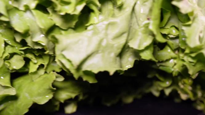 奶油生菜绿菜叶健康蔬菜