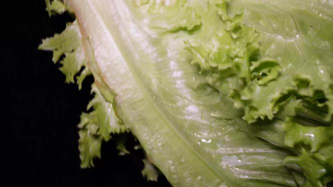 奶油生菜绿菜叶健康蔬菜4