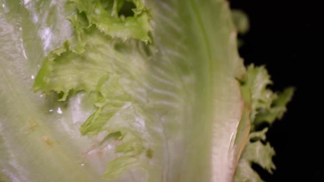 奶油生菜绿菜叶健康蔬菜5