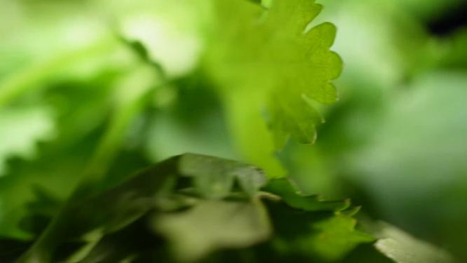 提鲜香菜蔬菜老虎菜5