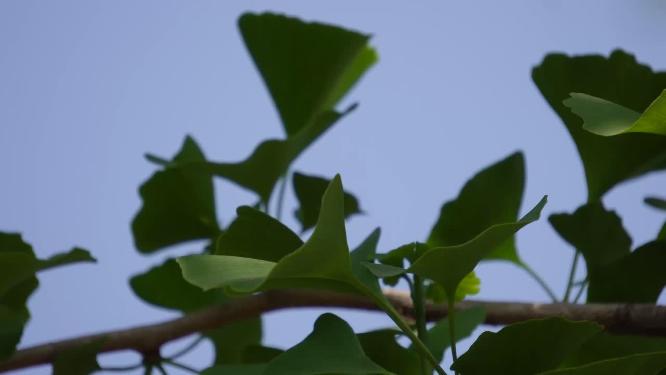 树叶银杏树绿色植物4