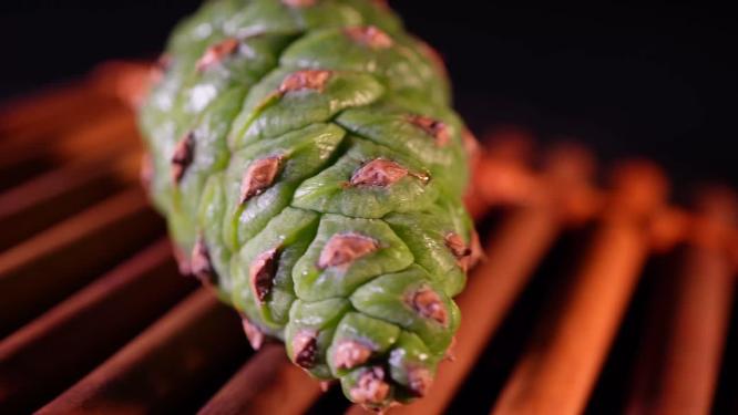 植物松塔松果松树