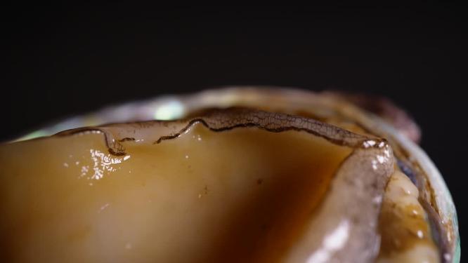 海鲜生鲜小鲍鱼6