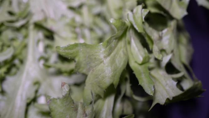 清洗夏季去火苦菊蔬菜