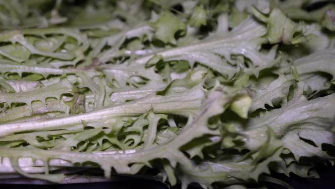 清洗夏季去火苦菊蔬菜