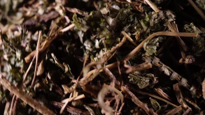 石上柏中药中草药中医药材3
