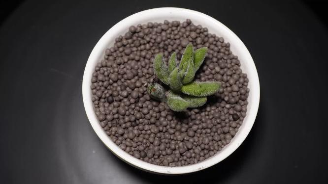 绒针多肉植物盆栽绿植