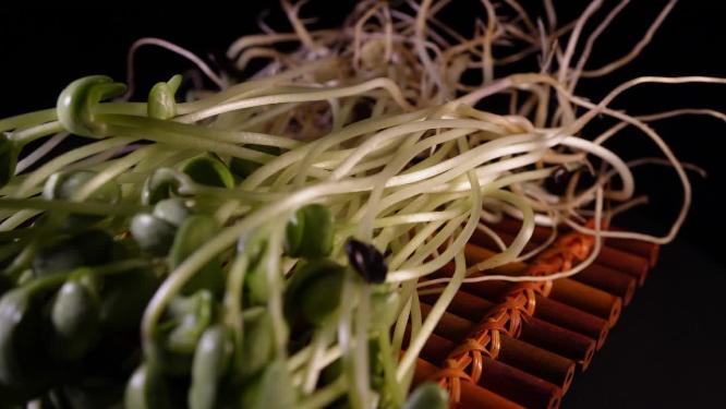 绿豆芽黑豆芽3