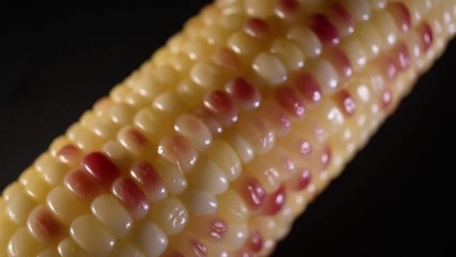 老玉米黏玉米糯玉米
