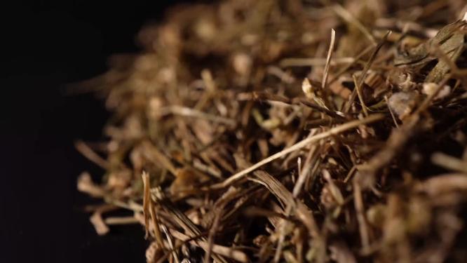 谷精草中药中草药中医药材3