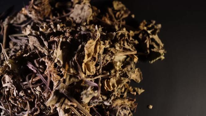 车前草中药中草药中医药材6