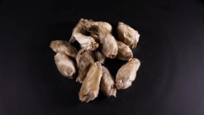 辛夷中药中草药中医药材4
