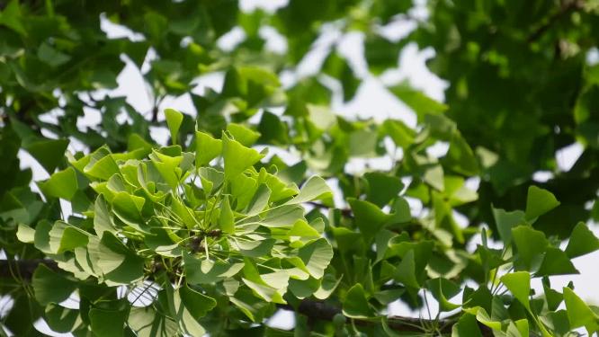 银杏树叶植物叶子