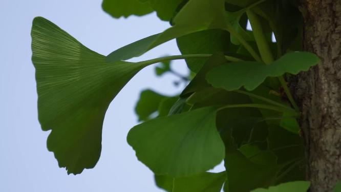 银杏树叶植物叶子