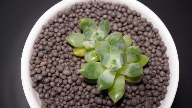 青苹果多肉植物盆栽绿植6