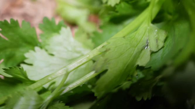 香菜蔬菜提鲜