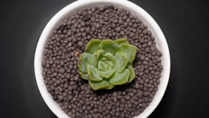 麦秆多肉植物盆栽绿植