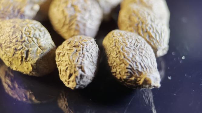 4k中药茶饮胖大海