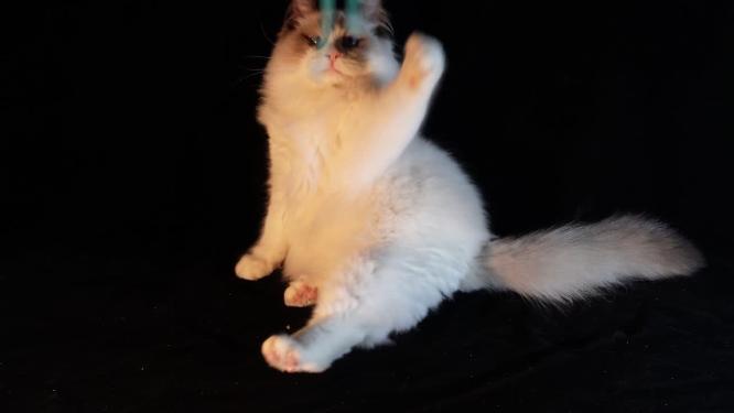 宠物猫咪玩逗猫棒