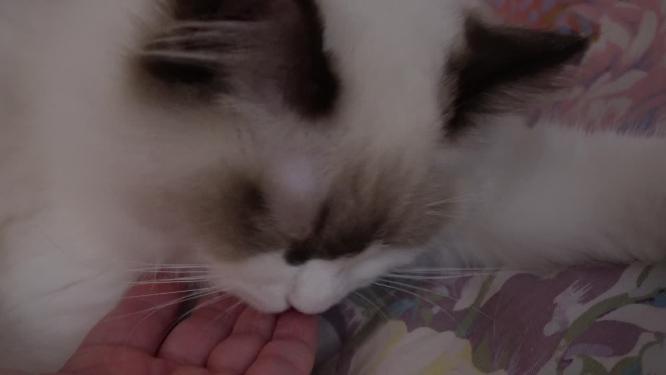 布偶猫咪舔手猫舌头倒刺