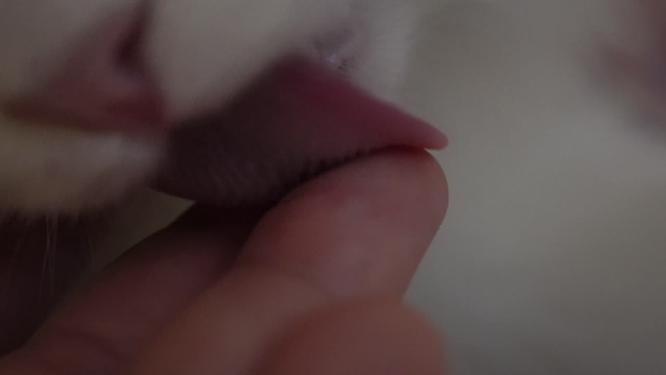 布偶猫咪舔手猫舌头倒刺