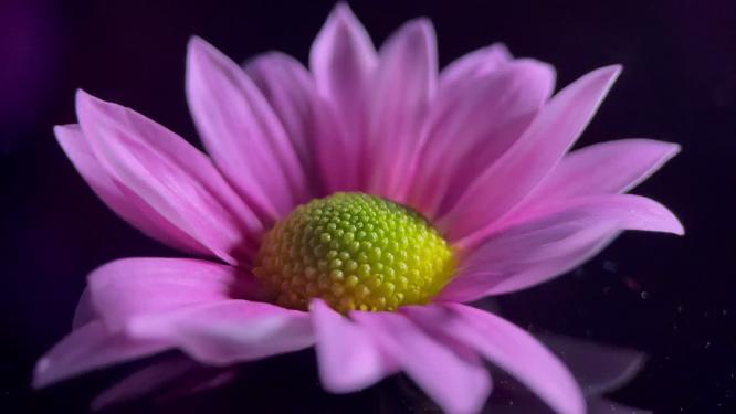 微距鲜花厨具非洲菊花蕊花粉