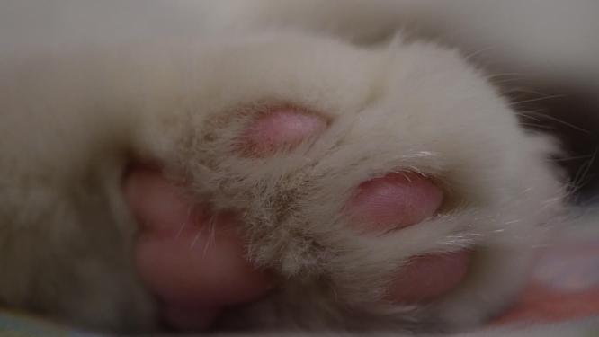 毛球可爱猫咪猫爪肉垫