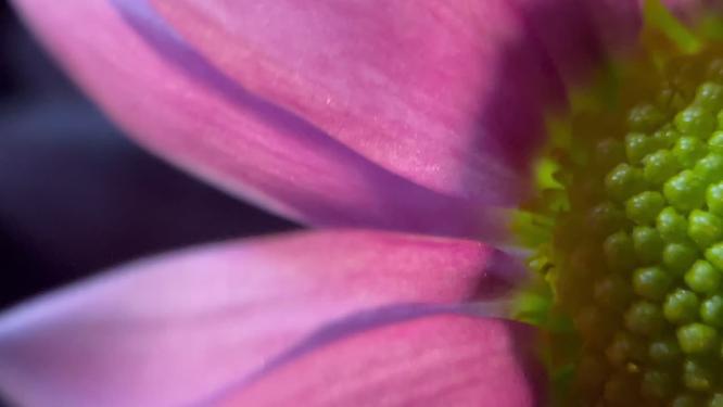 特写雏菊非洲菊