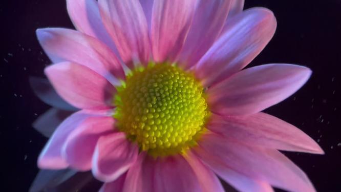 特写雏菊非洲菊