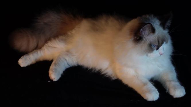 猫窝里趴卧的布偶猫
